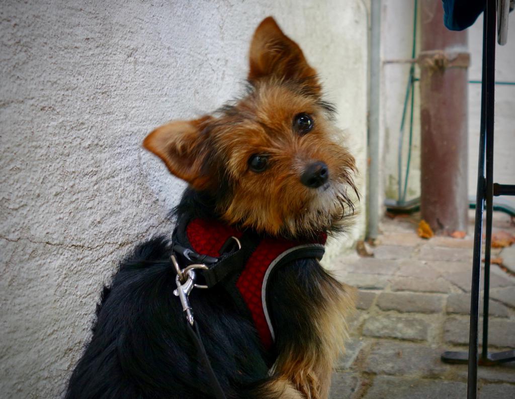 2020 Bulli Tour Schweiz 2_1.jpeg