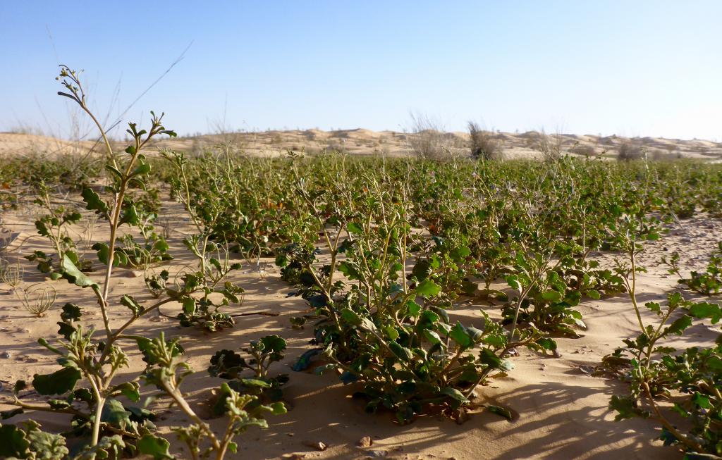 2017 Tunesien 2_4.jpeg