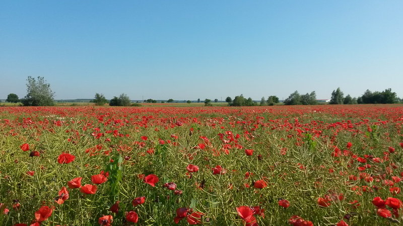 20150605_174455.jpg