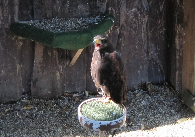 Besuch der Raubvogelschau