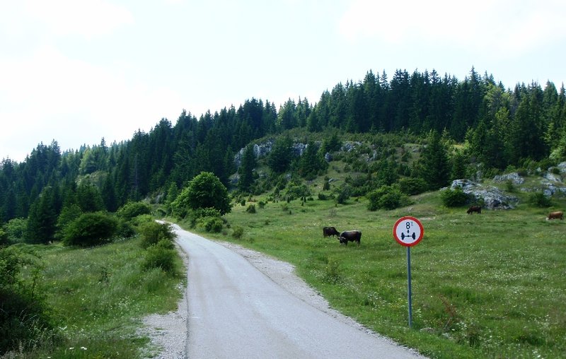 P6193425.JPG