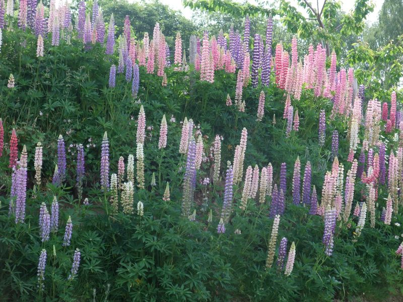 Blumen