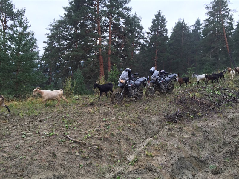 2015-09-12 1645 Tiger mit Ziegen.JPG