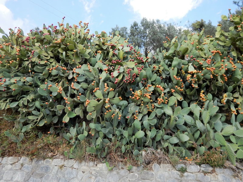 DSCN2216_Bildgröße ändern.JPG
