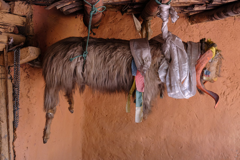 Das ausgestopfte Schaf im Tempel