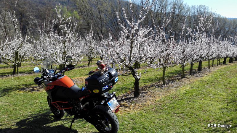 NÖ Wachau Marillenblüte