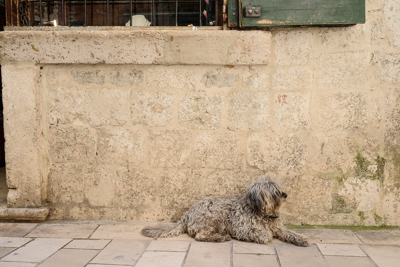 Tarnhund in Kotor