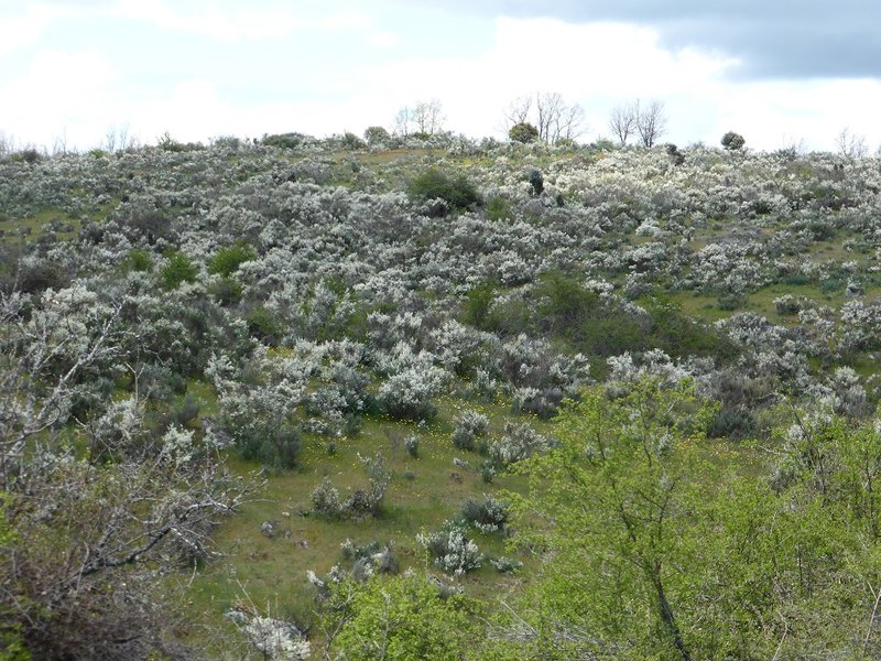 Spanischer Frühling