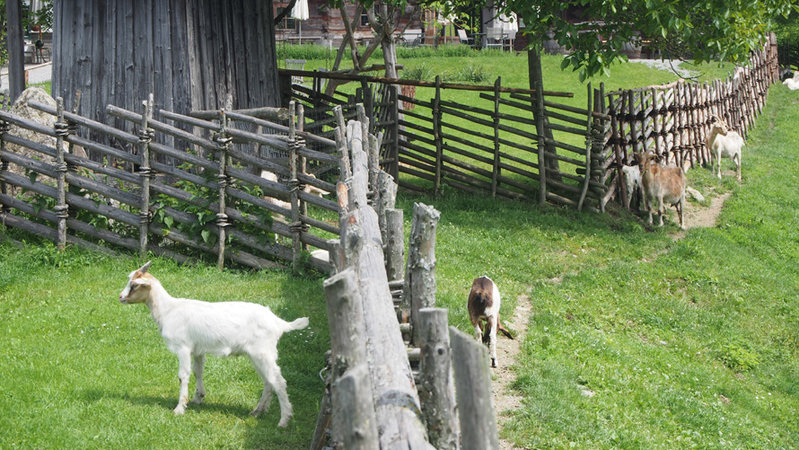 Ziege auf Abenteuer am Pogusch