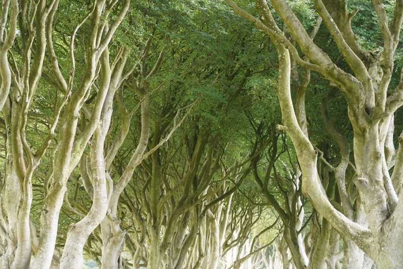 12 Dark Hedges .jpg