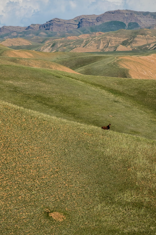 das Pferd hat wohl genug Auslauf :)