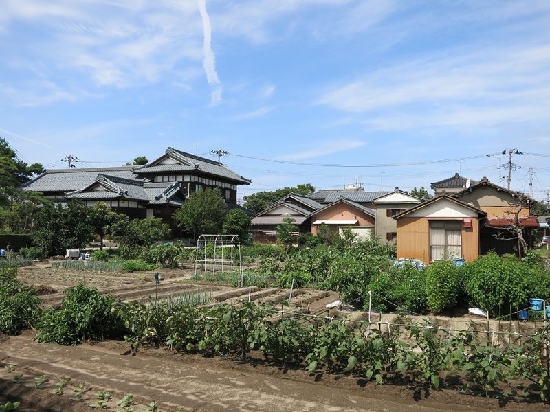 Gemüsegarten in der Stadt.jpg