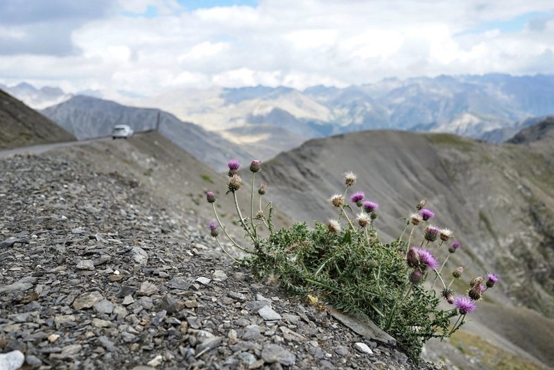 Bonette1.jpg