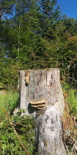 Sauerländer Waldschrat