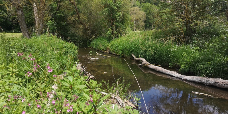 Diemel auf dem Weg zur Weser