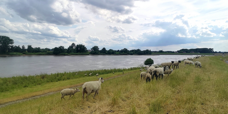 Heimatliche Elbe