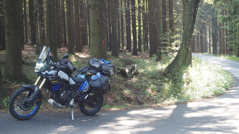 ...im Märchenschwammerlwald...