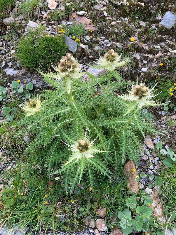 Blümchenpfücker - Flora am Gavia