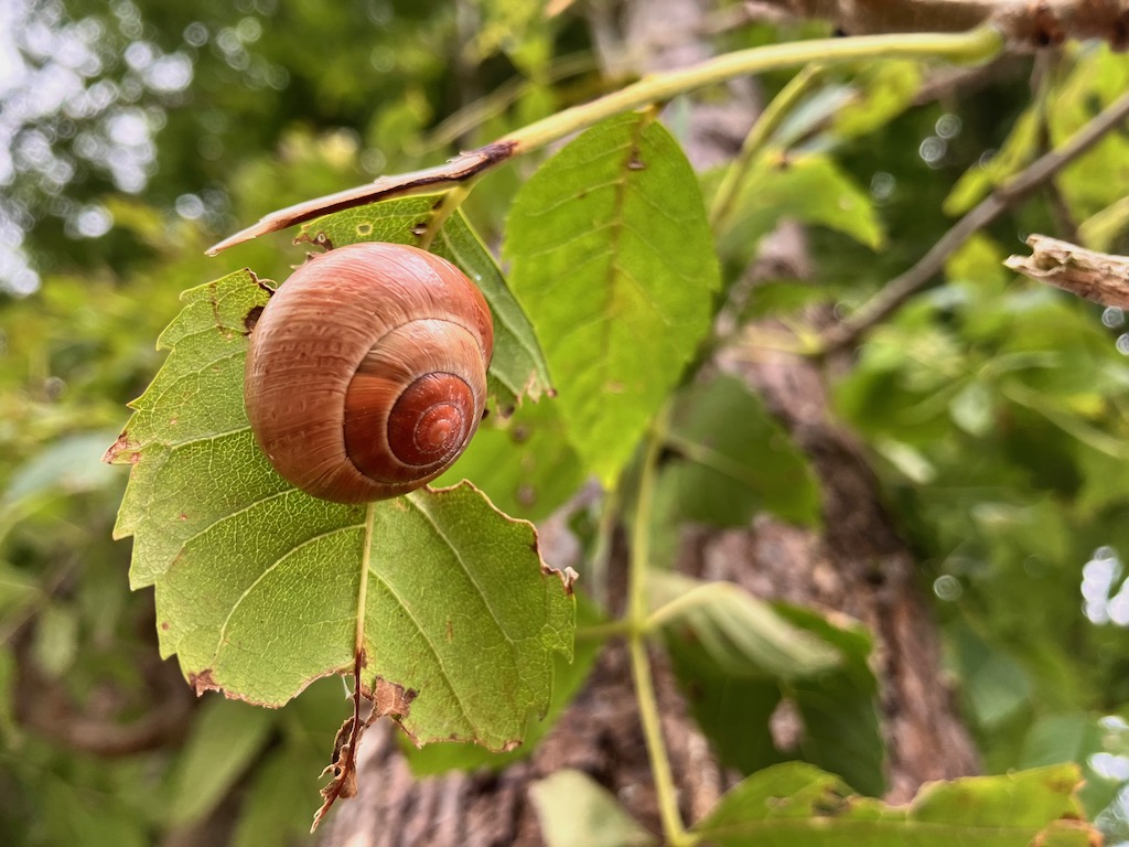 Schnecke.jpeg