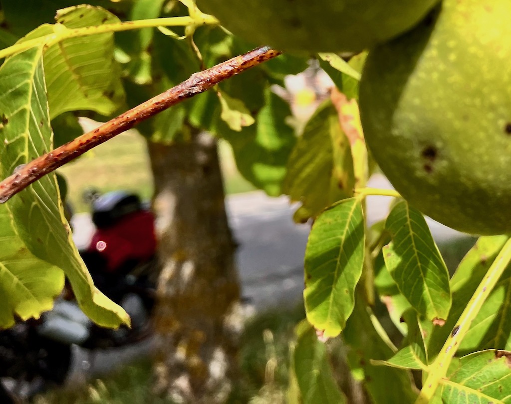 Walnuss Power Nap.jpeg