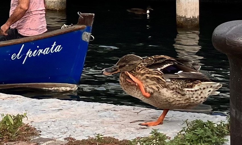 Gracia Anatra.jpeg
