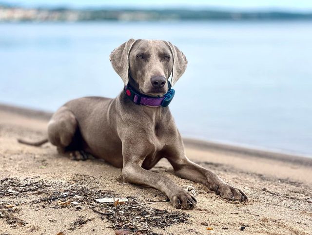 Unser Weimaraner.jpg