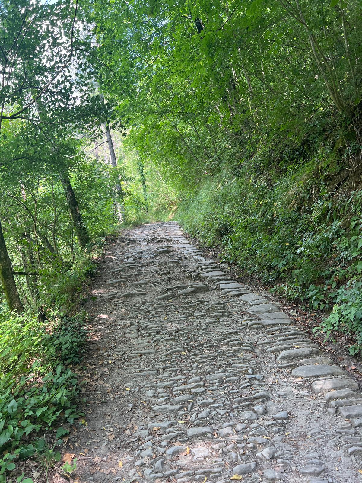 Wald.JPG