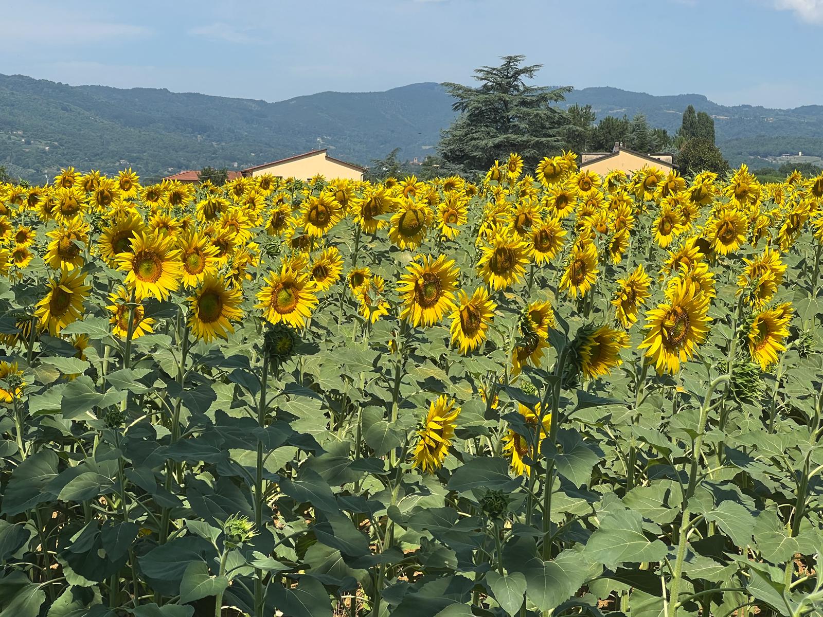 Sonnenblumen.JPG