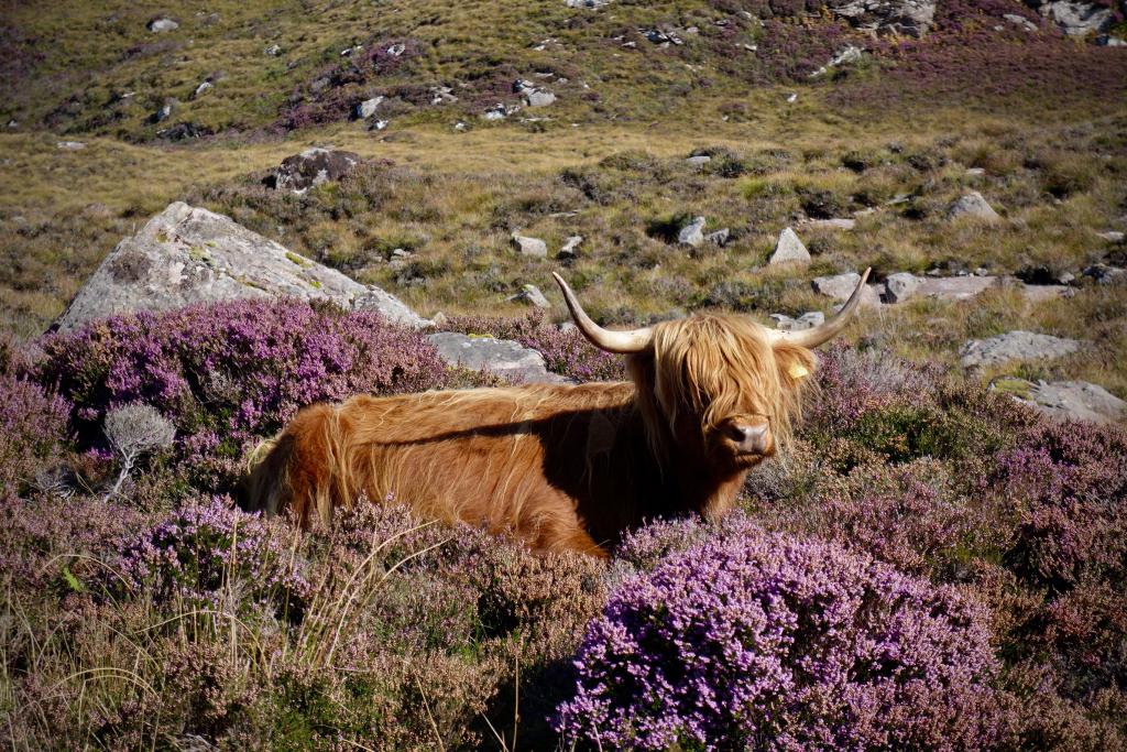 2018  Scotland 1_1.jpeg