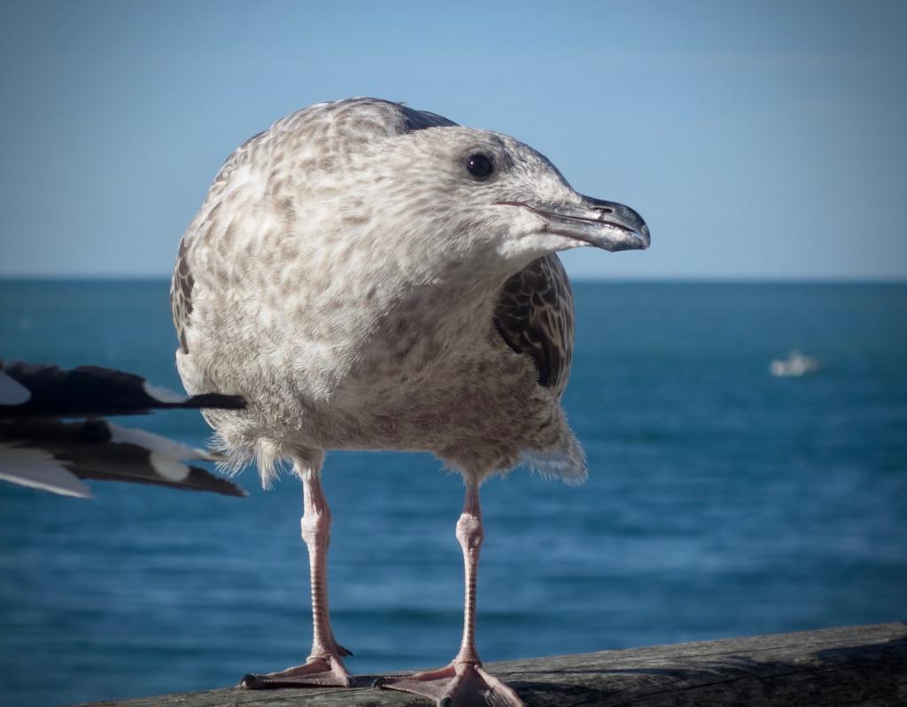 2018 Normandie 2_18.jpeg