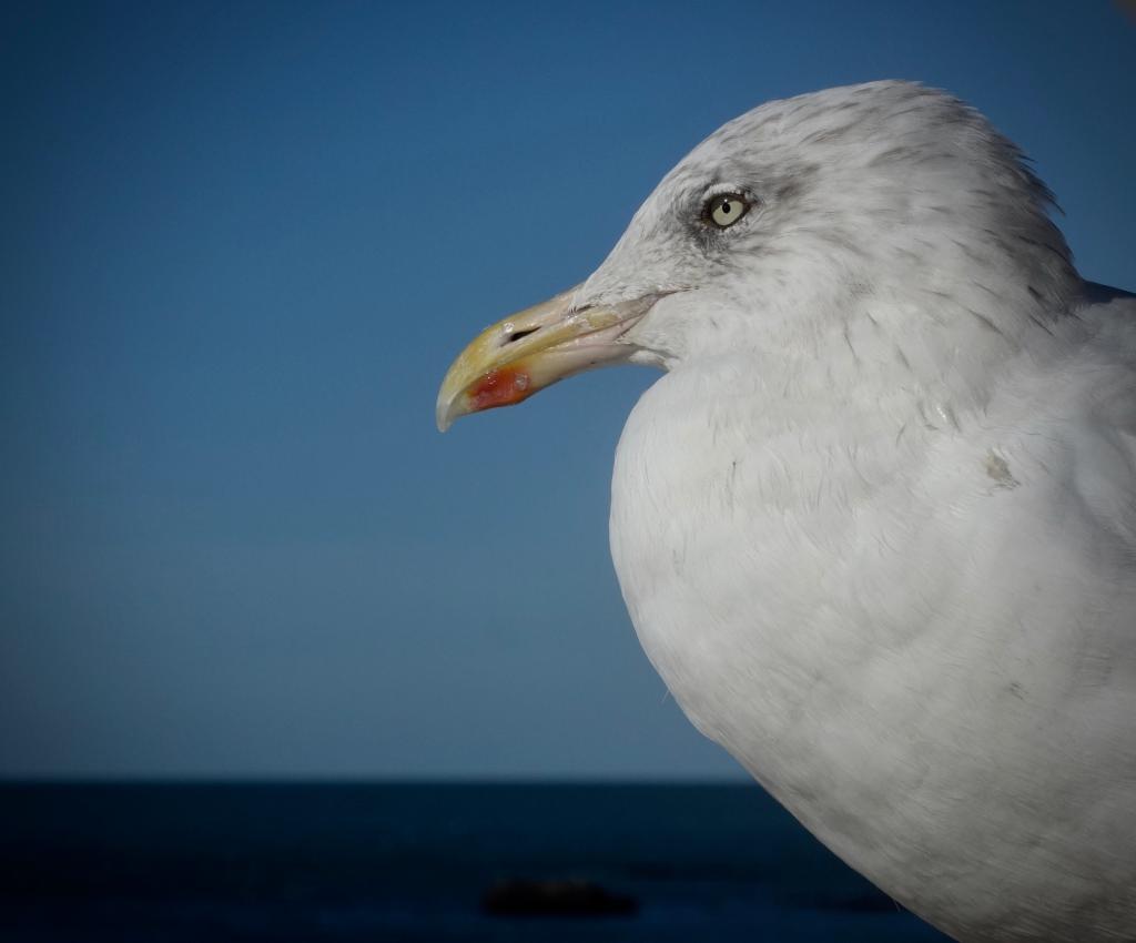 2018 Normandie 2_19.jpeg