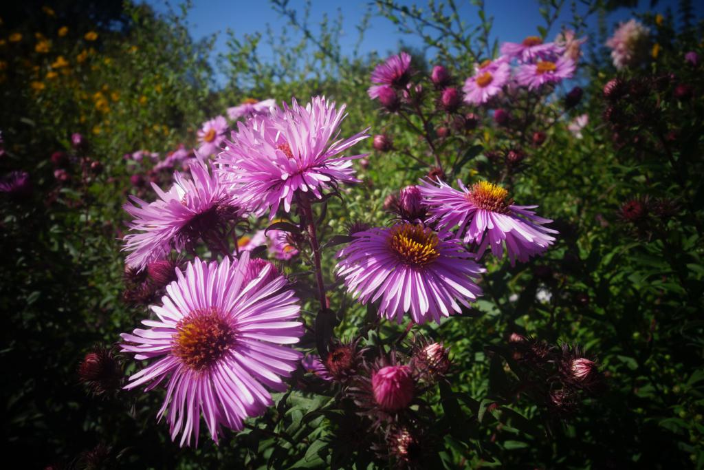 2018 Normandie 5_16.jpeg