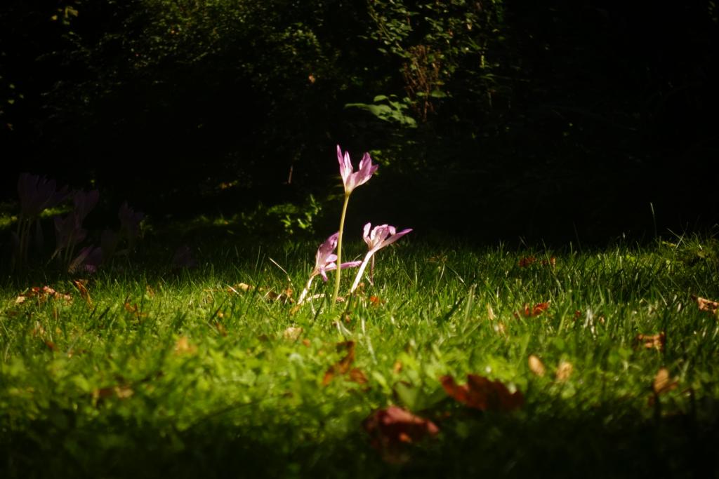 2018 Normandie 5_19.jpeg