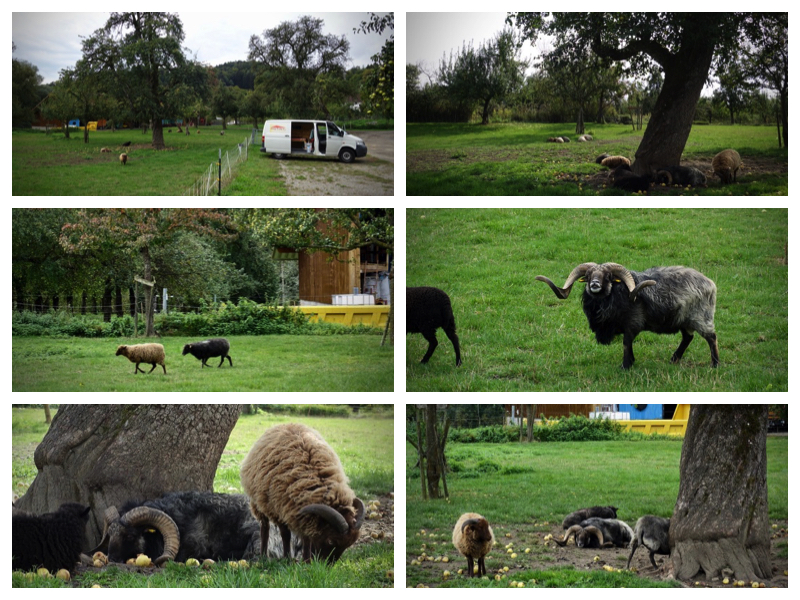 2020 Bulli Tour Schweiz 2_9.jpeg