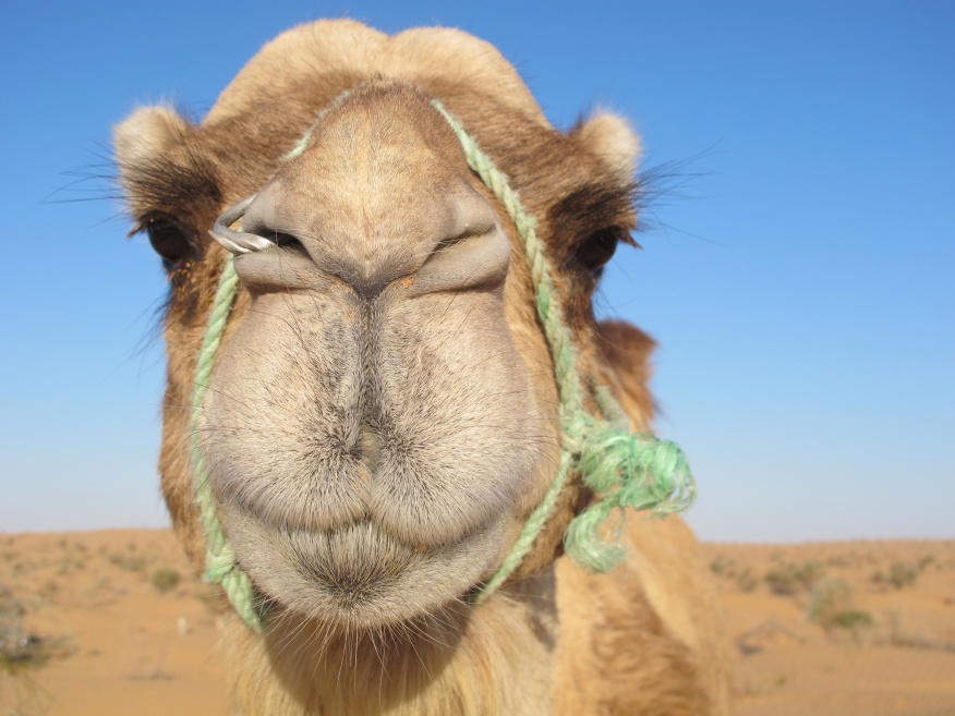 2015 Tunesien 1_1.jpeg