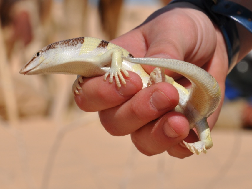 2015 Tunesien 1_21.jpeg