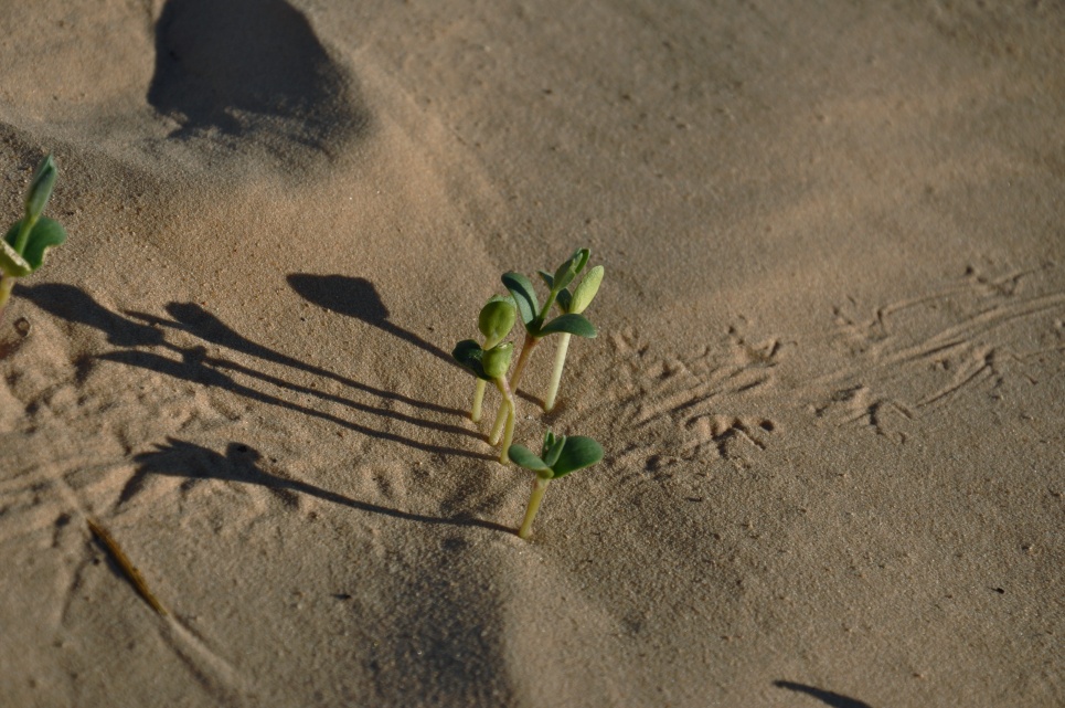 2015 Tunesien 1_23.jpeg