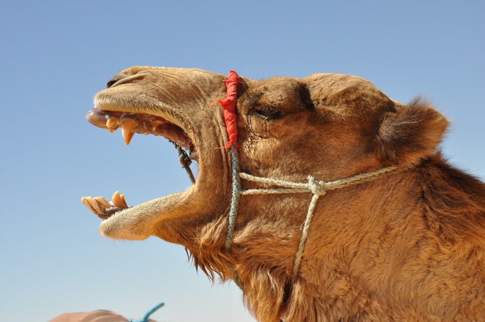 2015 Tunesien 1_26.jpeg