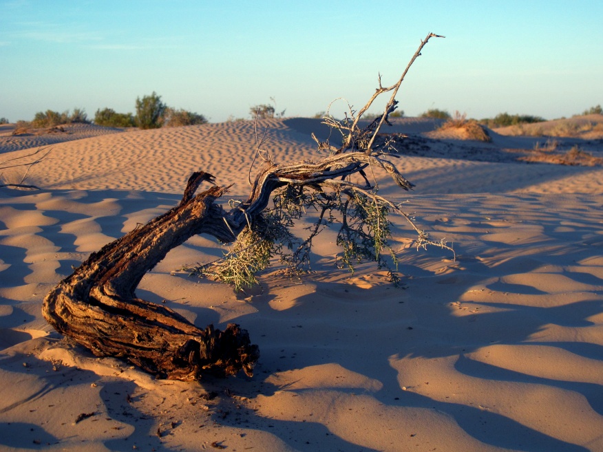 2015 Tunesien 1_31.jpeg