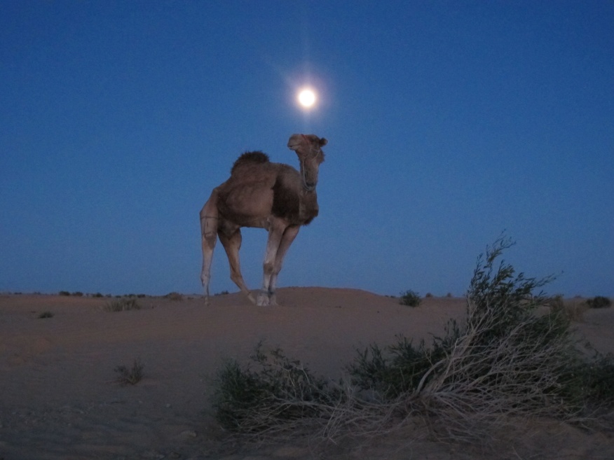 2015 Tunesien 1_34.jpeg