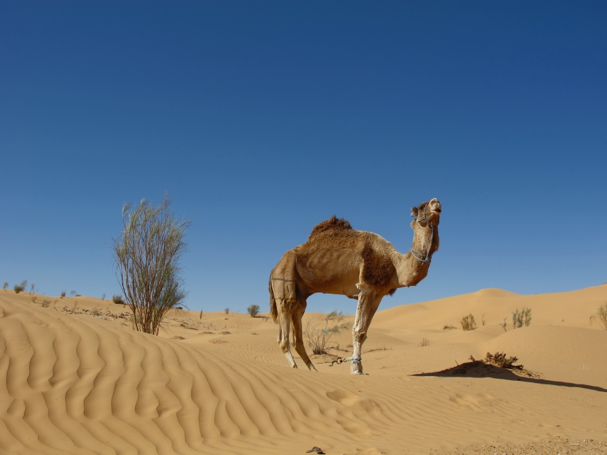 2015 Tunesien 2_13.jpeg