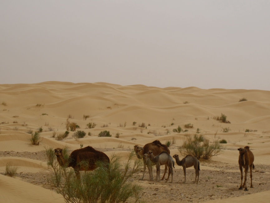 2015 Tunesien 2_15.jpeg