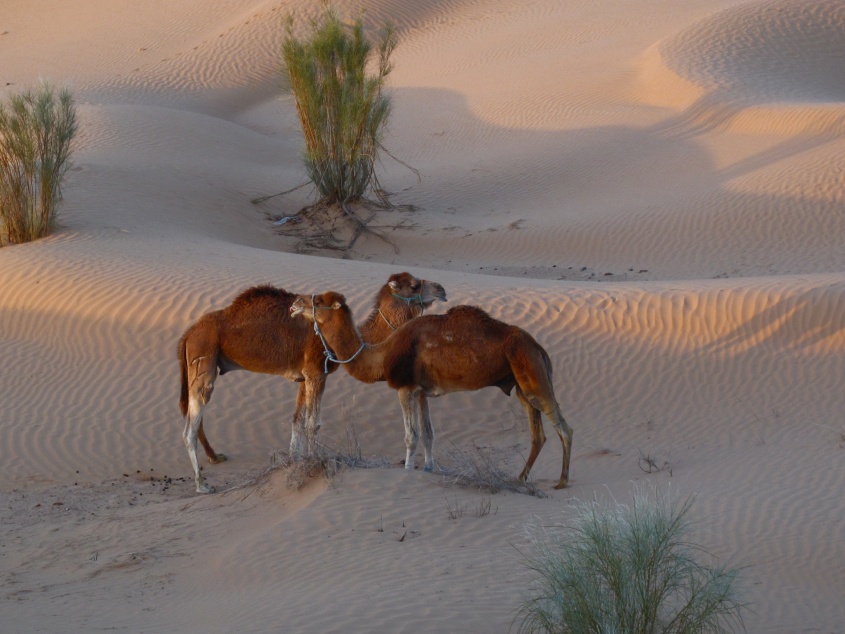 2015 Tunesien 2_24.jpeg