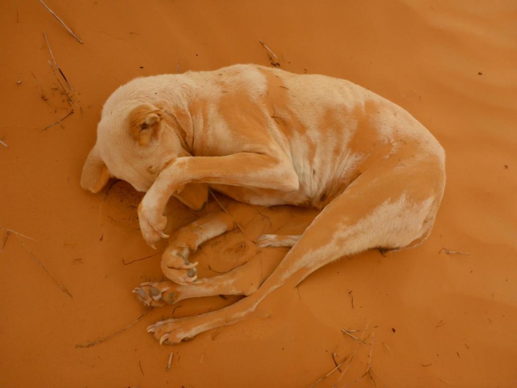 2016 Tunesien 1_16.jpeg