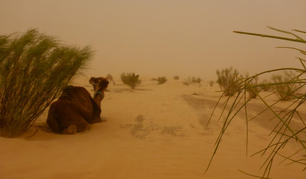 2016 Tunesien 1_17.jpeg