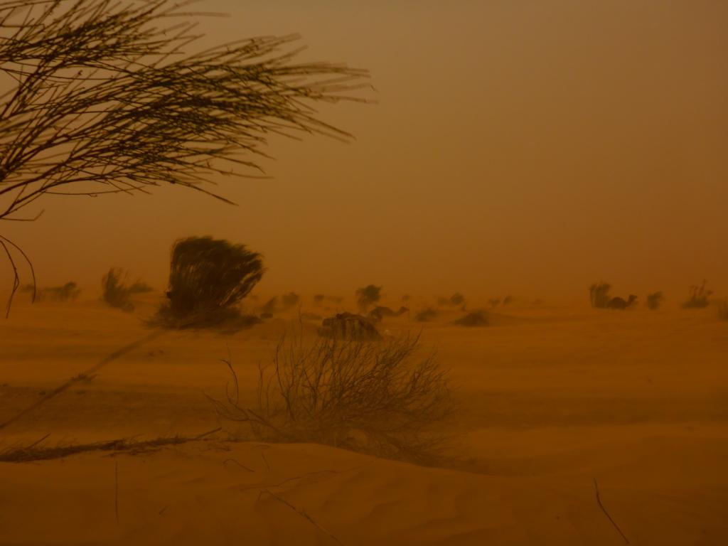 2016 Tunesien 1_18.jpeg