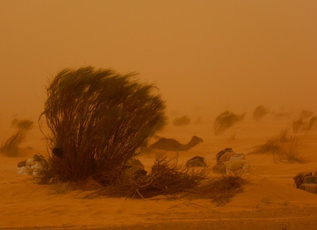 2016 Tunesien 1_19.jpeg