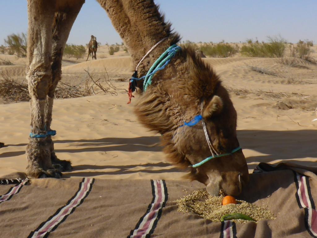 2016 Tunesien 2_3.jpeg