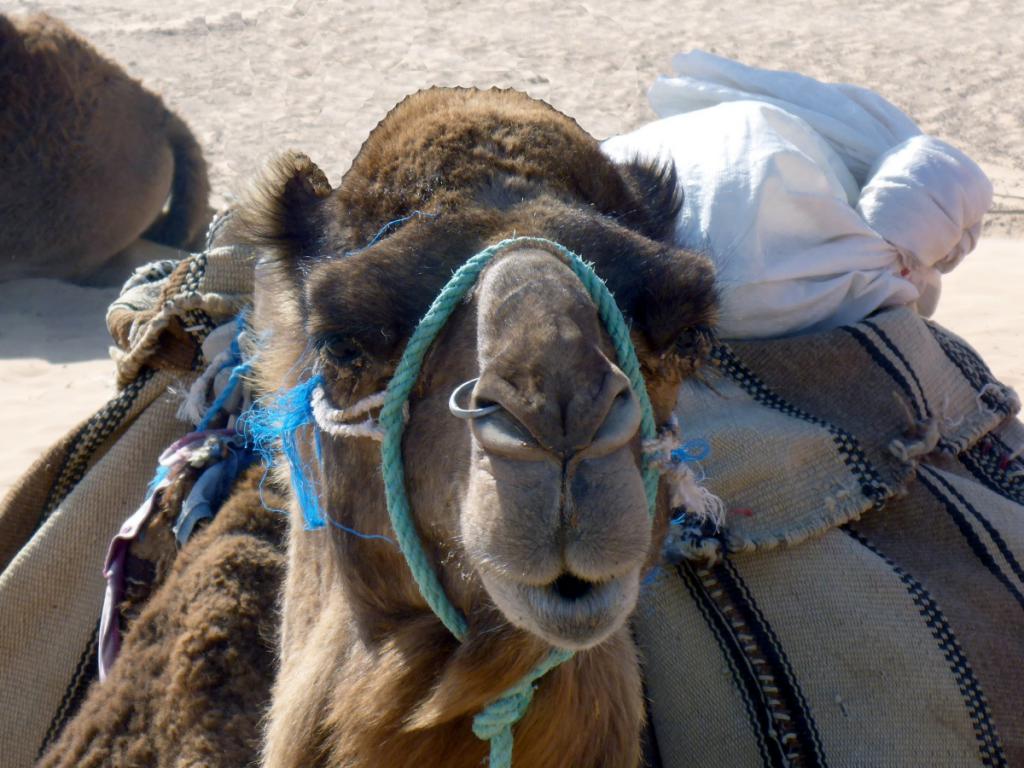 2016 Tunesien 2_11.jpeg