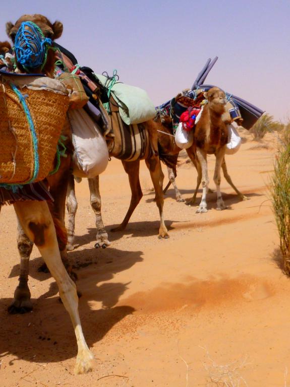 2016 Tunesien 2_20.jpeg